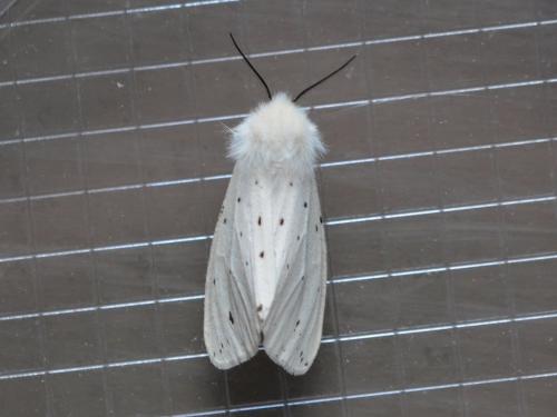 Réf. 281 775 : Spilosoma lubricipeda